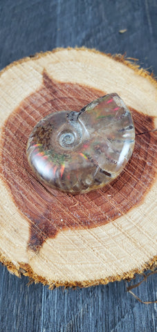 Aura Ammonite Fossil