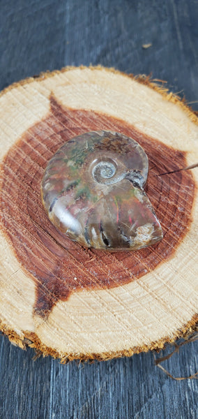 Aura Ammonite Fossil