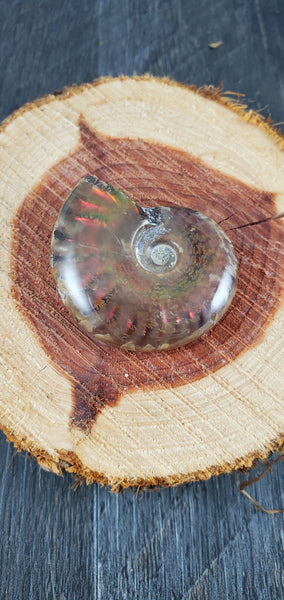 Aura Ammonite Fossil