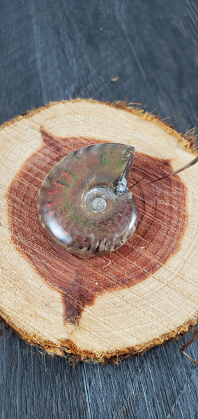 Aura Ammonite Fossil