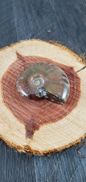 Aura Ammonite Fossil