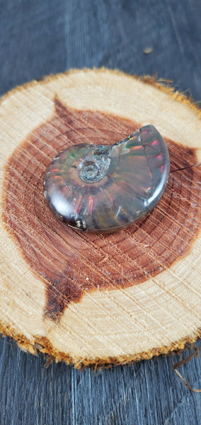 Aura Ammonite Fossil